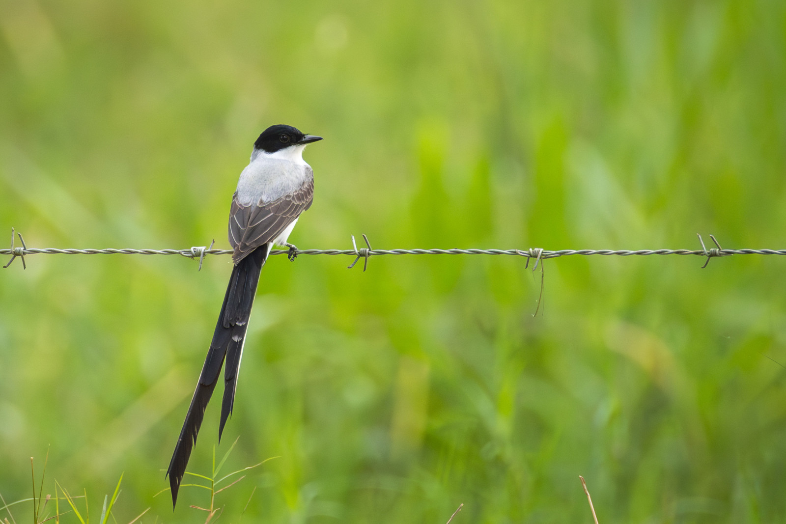 image Fork-tailed Flycatcher